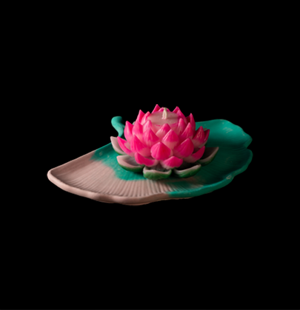 lily on shell f